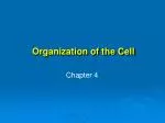 Organization of the Cell - slide 1