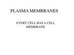 PLASMA MEMBRANES - slide 1