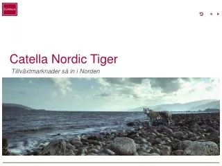 catella nordic tiger