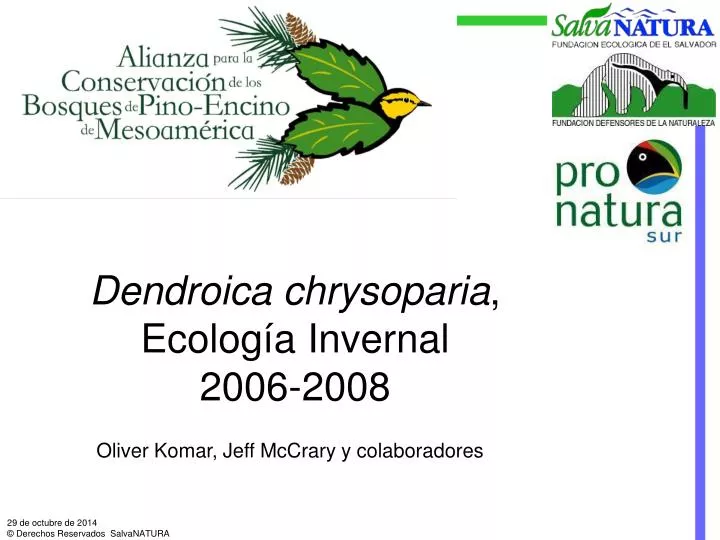 dendroica chrysoparia ecolog a invernal 2006 2008