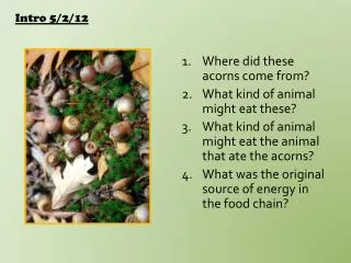 Where did these acorns come from? What kind of animal might eat these?