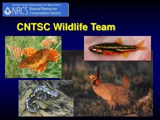 CNTSC Wildlife Team