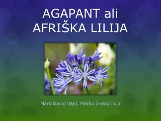 agapant ali afri ka lilija