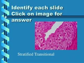 identify each slide click on image for answer