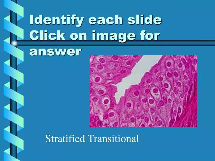 identify each slide click on image for answer