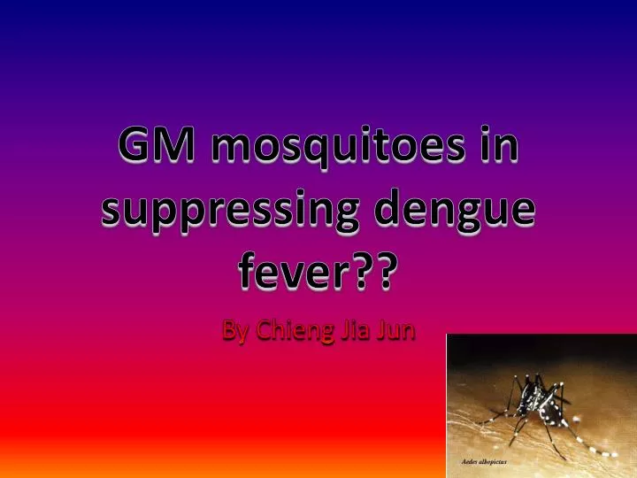 gm mosquitoes in suppressing dengue fever