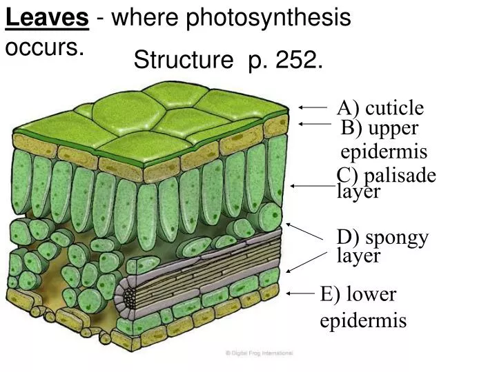 leaves where photosynthesis occurs