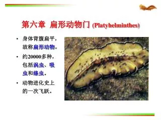 platyhelminthes