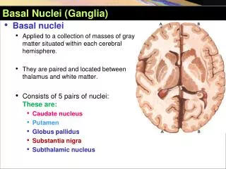 Basal Nuclei (Ganglia)
