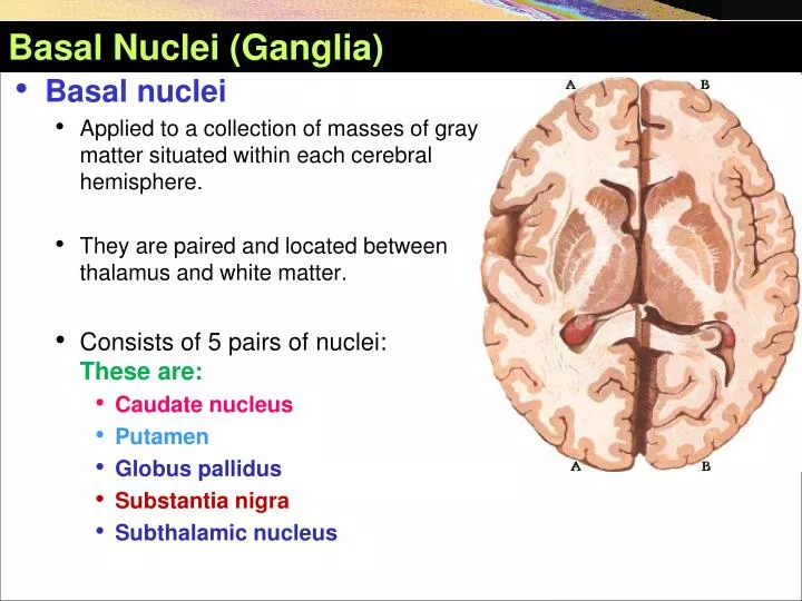 basal nuclei ganglia