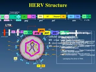 HERV Structure