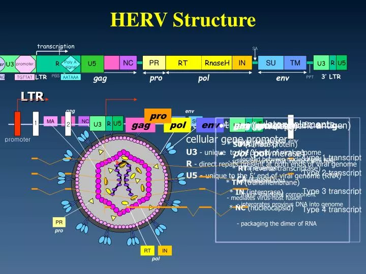 herv structure