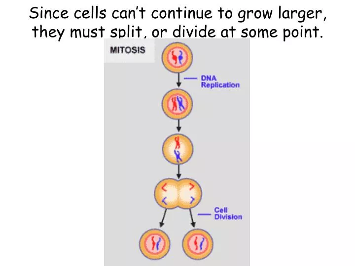 since cells can t continue to grow larger they must split or divide at some point