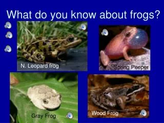 What do you know about frogs?