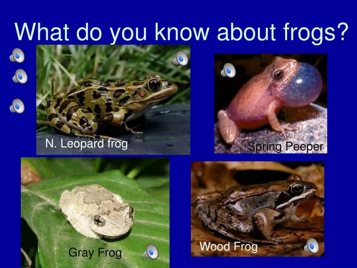 what do you know about frogs