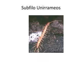 subfilo unirrameos