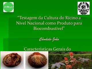 testagem da cultura do r cino a n vel nacional como produto para biocombust vel c ndido jo o