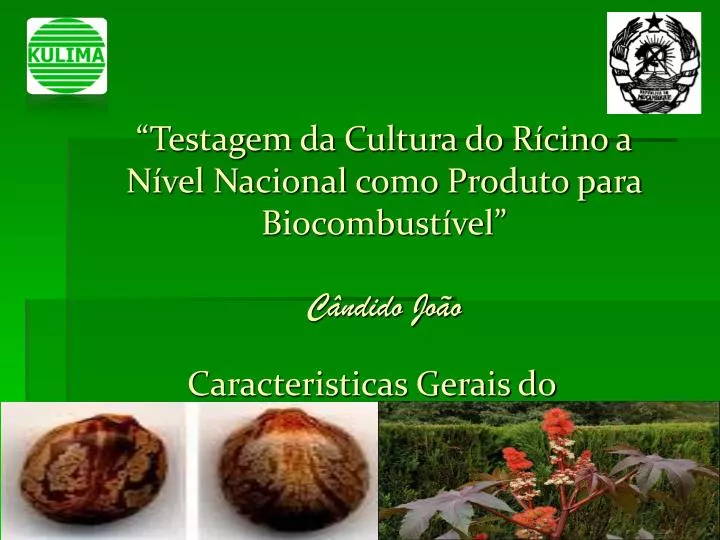 testagem da cultura do r cino a n vel nacional como produto para biocombust vel c ndido jo o
