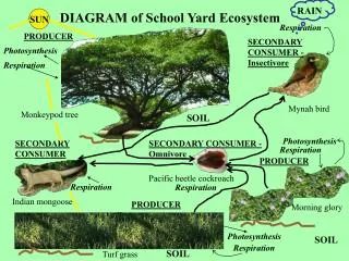 DIAGRAM of School Yard Ecosystem