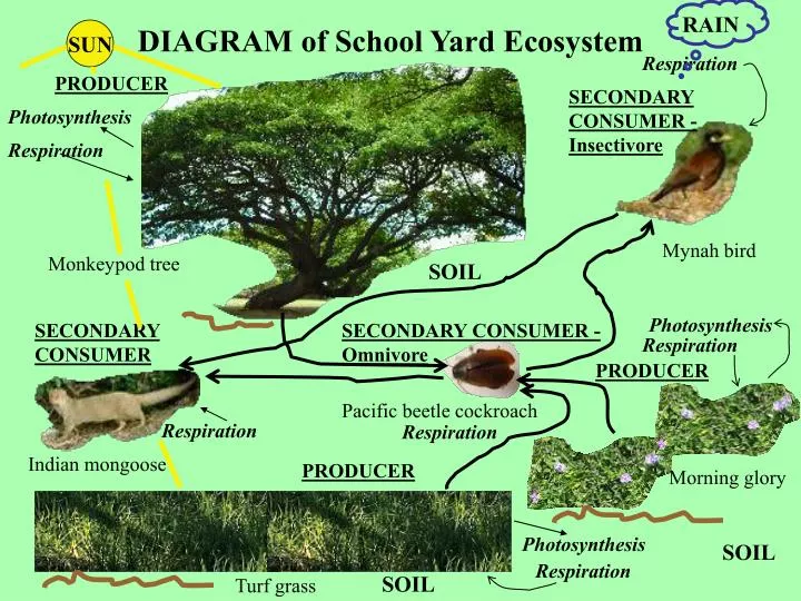diagram of school yard ecosystem