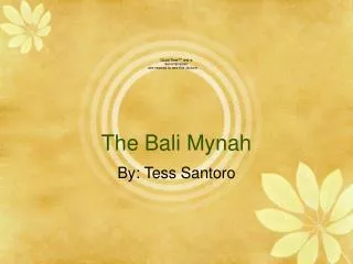 The Bali Mynah