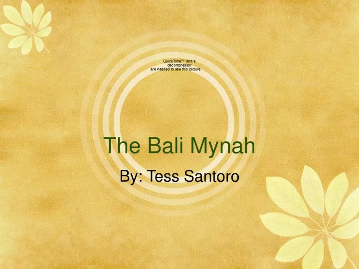 the bali mynah