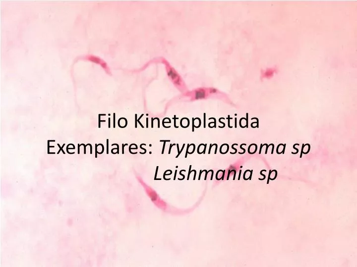 filo kinetoplastida exemplares trypanossoma sp leishmania sp