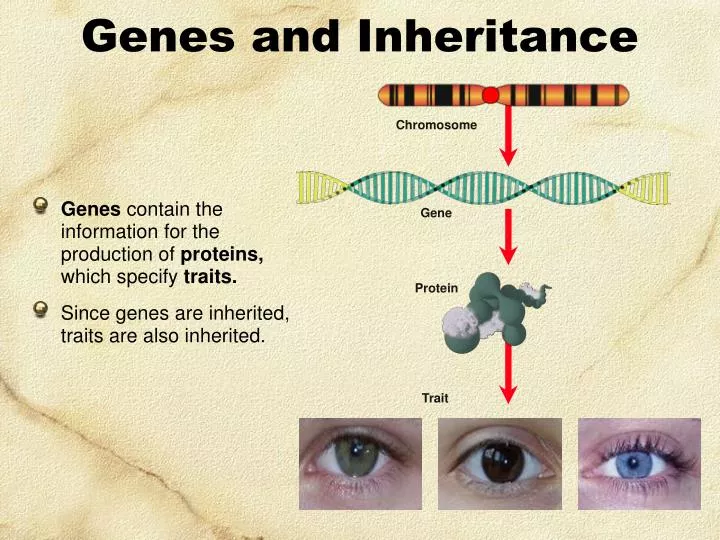 genes and inheritance