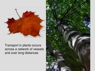 Transport in plants occurs across a network of vessels and over long distances