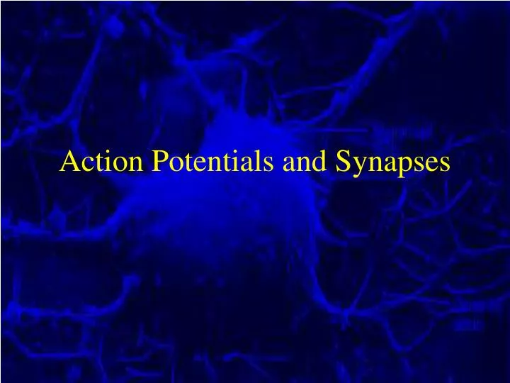 action potentials and synapses