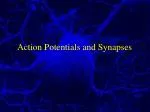 Action Potentials and Synapses - slide 1