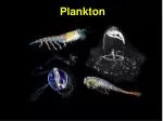Plankton - slide 1