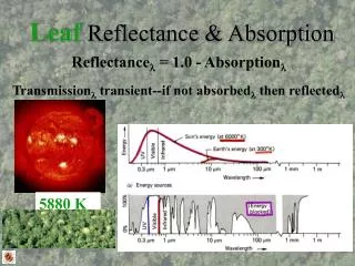 Leaf Reflectance &amp; Absorption