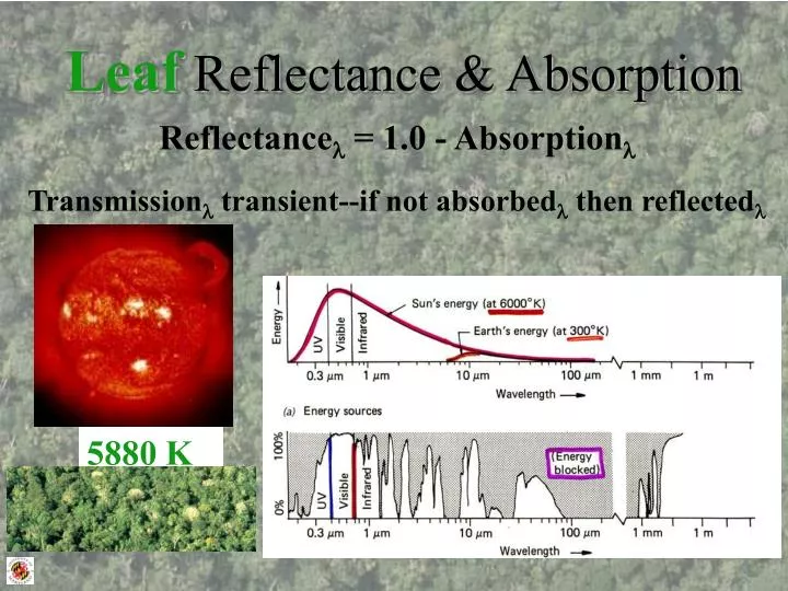 leaf reflectance absorption
