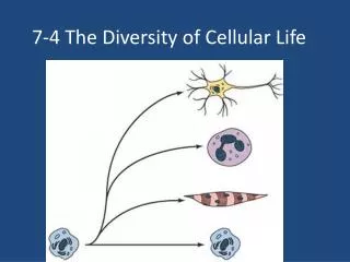 7 4 the diversity of cellular life