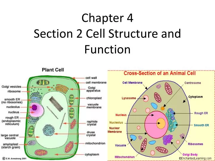 chapter 4 section 2 cell structure and function