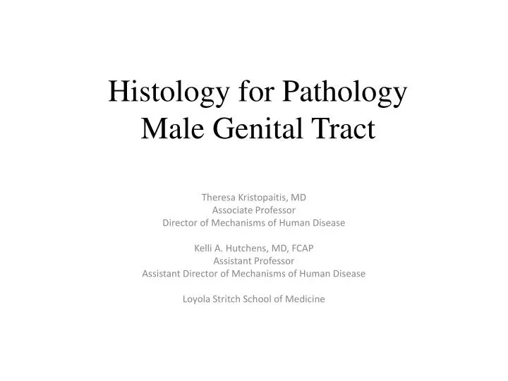 histology for pathology male genital tract