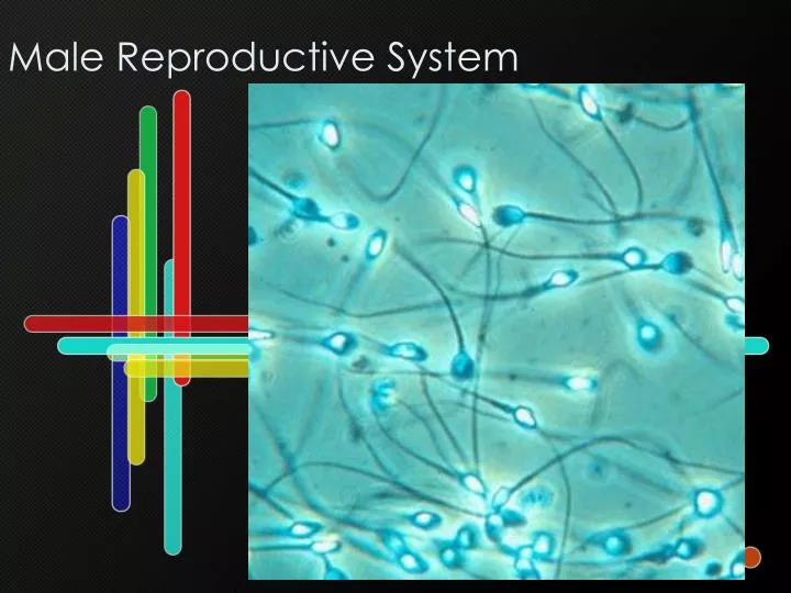 male reproductive system