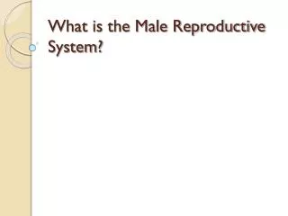 What is the Male Reproductive System?
