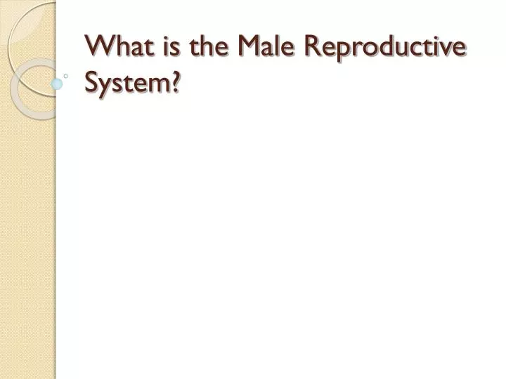what is the male reproductive system