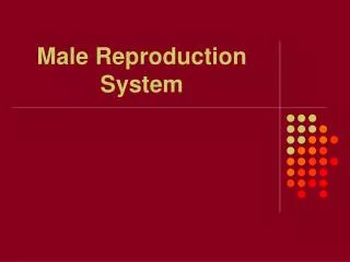 Male Reproduction System