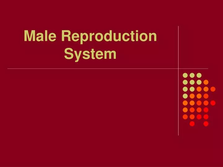 male reproduction system