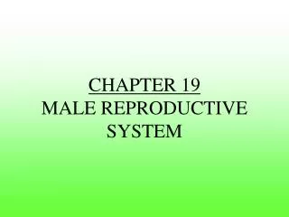 CHAPTER 19 MALE REPRODUCTIVE SYSTEM