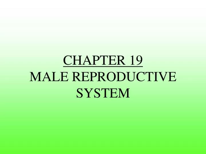 chapter 19 male reproductive system