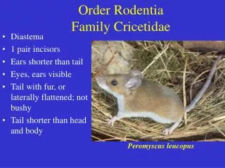 Order Rodentia Family Cricetidae