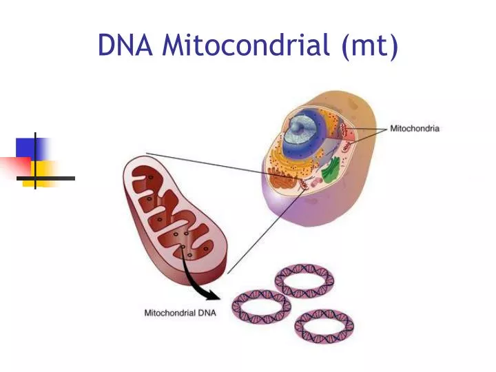 dna mitocondrial mt