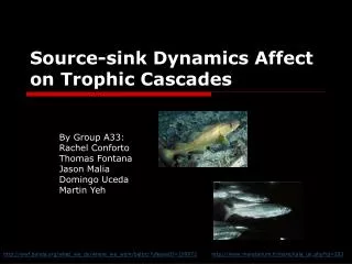 Source-sink Dynamics Affect on Trophic Cascades