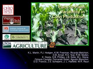 Plant-to-Plant Variability in Corn Production