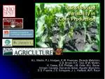 Understanding Plant-to-Plant Variability in Corn Production - slide 1