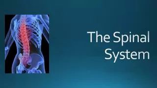 The Spinal System